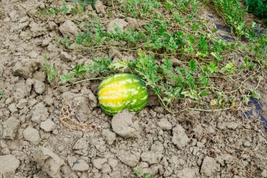 Büyüyen karpuz alanında