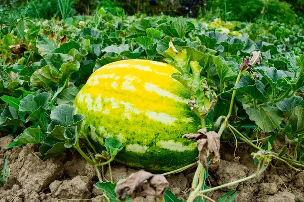 Die wachsende Wassermelone auf dem Feld — Stockfoto