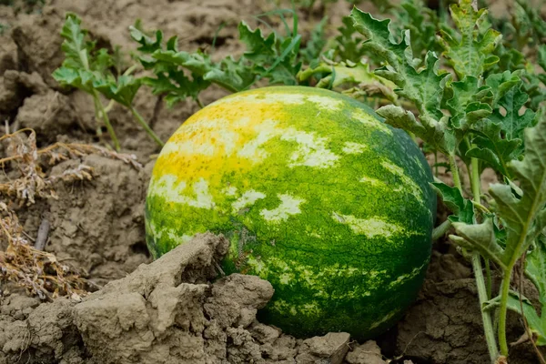 The tumbuh air-melon di lapangan — Stok Foto