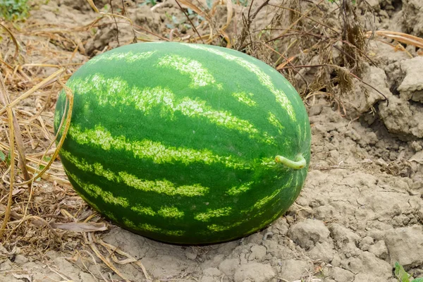 Watermelon, plucked from the garden, lying on the ground. — Stock Photo, Image