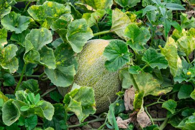Olgun kavun ve karpuz yeni hasat.