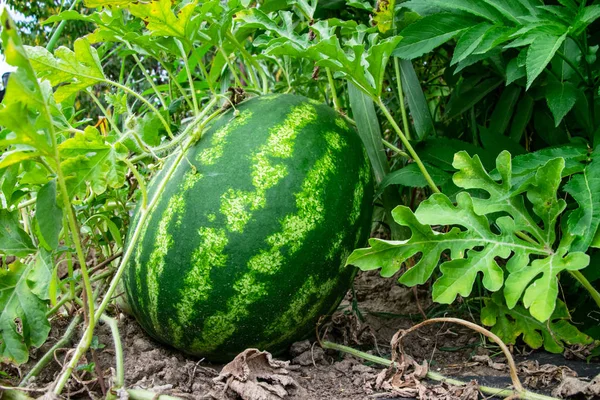 Dojrzałego melona i arbuza nowych zbiorów. — Zdjęcie stockowe