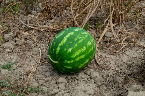 Dojrzałego melona i arbuza nowych zbiorów. — Zdjęcie stockowe