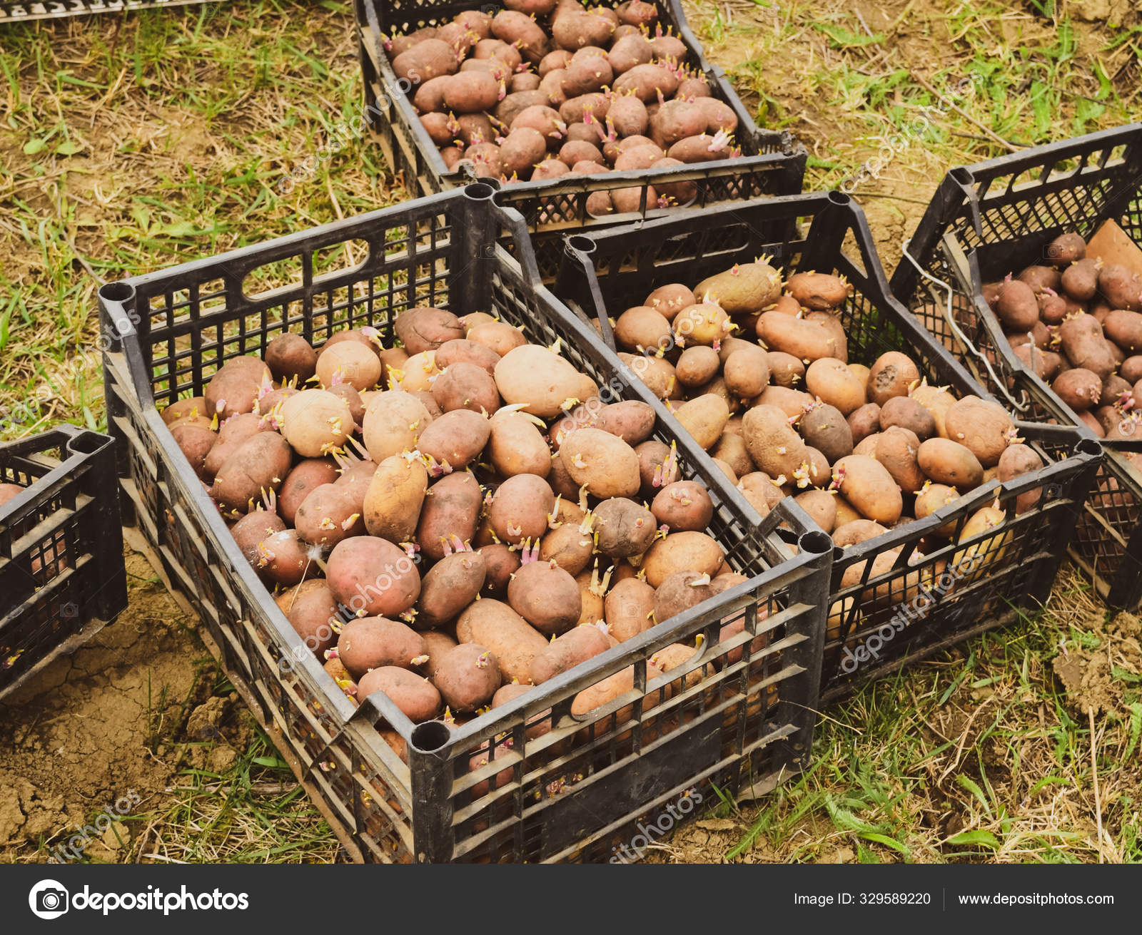Boxes with potatoes — Stock Photo © Leonid_Eremeychuk 329589220