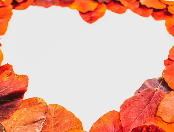 Folletos rojos otoñales de cotinus coggygria sobre un fondo blanco en forma de corazón. copyspace de hojas de otoño . — Foto de Stock