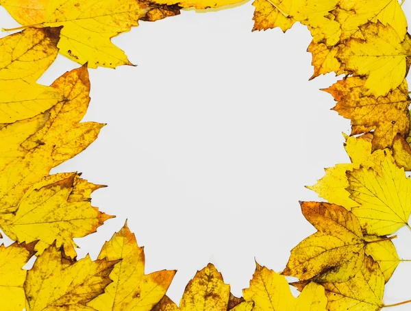 나무 배경에 가을 노란색 단풍. — 스톡 사진
