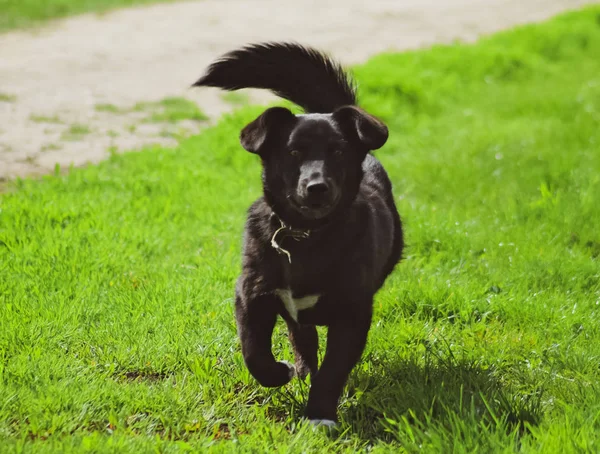 Yeşil çimenlerin üzerinde siyah köpek — Stok fotoğraf