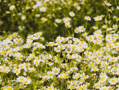 Papatya çiçeği. İlaç papatya. Tıbbi bitki papatya, çiçekli.
