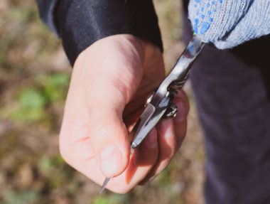 Keskinlik için budama bıçağını kontrol et. Bir kesikle ağacı buduyor