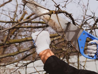 Bir el bahçeli bir ağaç dalı kesme gördüm.