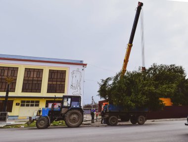 Noel ağacı sökülmesi