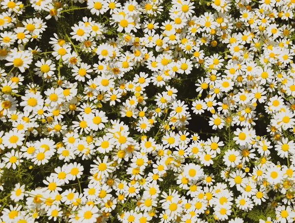 Flores de camomila. Camomila farmacêutica. Camomila de plantas medicinais, floração . — Fotografia de Stock