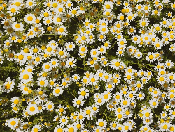 Flores de camomila. Camomila farmacêutica. Camomila de plantas medicinais, floração . — Fotografia de Stock