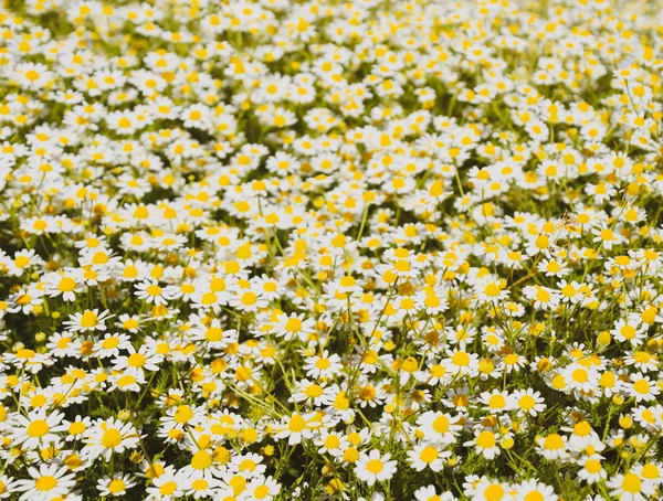 Flores de manzanilla. Manzanilla farmacéutica. Planta medicinal manzanilla, floración . —  Fotos de Stock