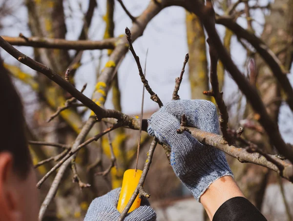 Cortar una rama de árbol con una sierra de jardín manual . — Foto de Stock