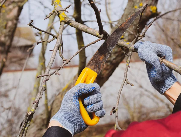 Cortar una rama de árbol con una sierra de jardín manual . — Foto de Stock