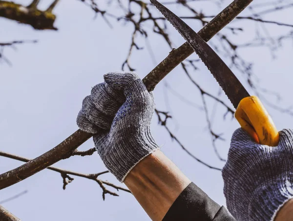 Cortar una rama de árbol con una sierra de jardín manual . — Foto de Stock