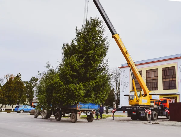Desmantelando el árbol de Navidad — Foto de Stock
