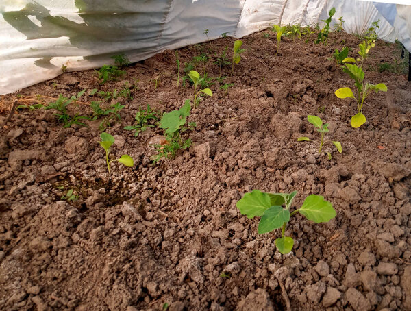 Eggplant in the greenhouse to grow