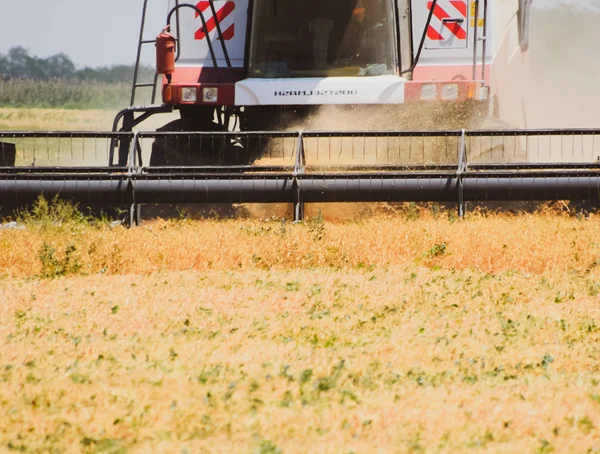 Récolte des pois avec une moissonneuse-batteuse. Récolte des pois dans les champs . — Photo