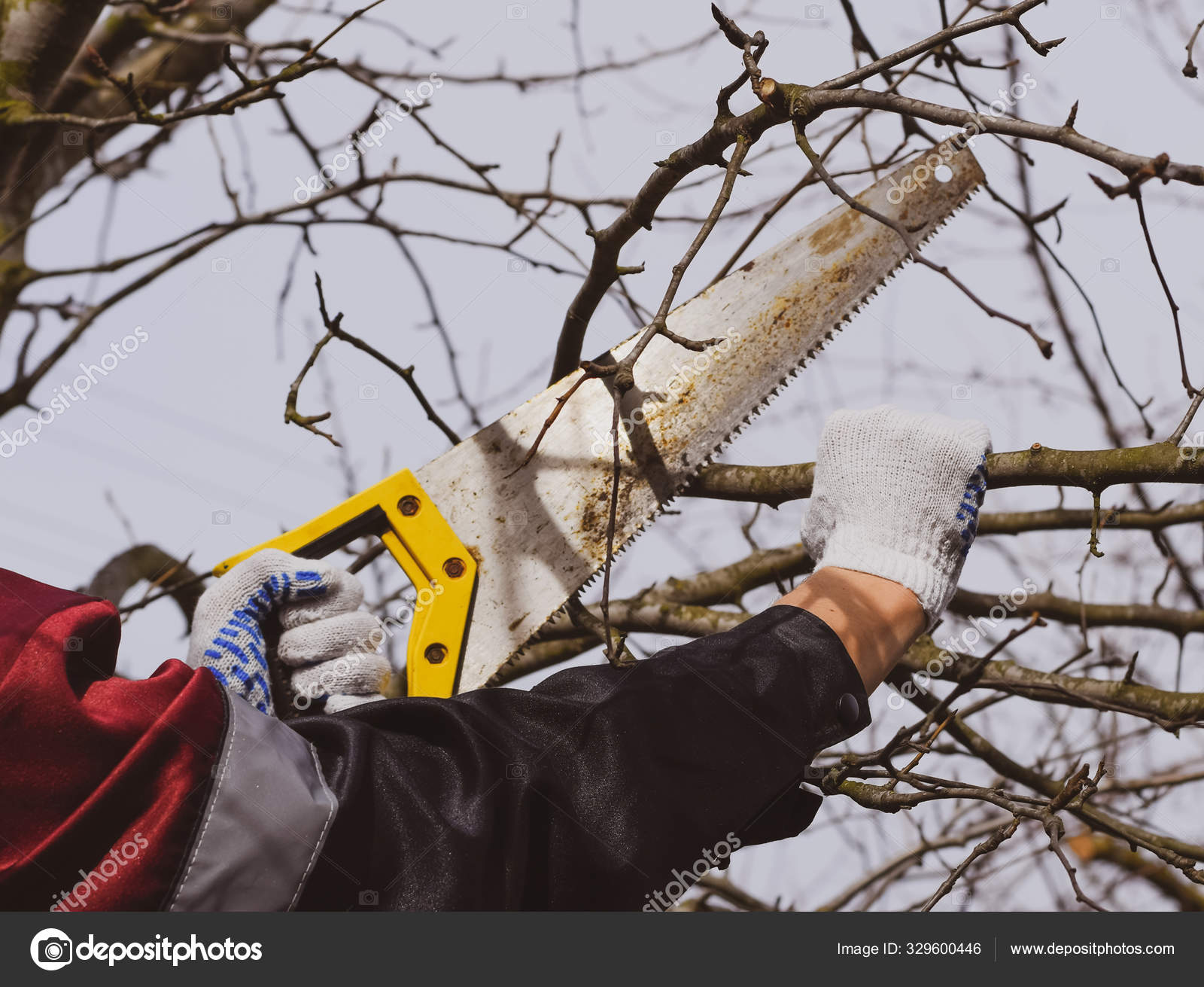 Garden saw 2024 for trees