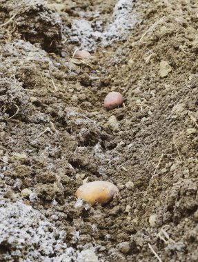 Bahçeye patates ekiyorum.