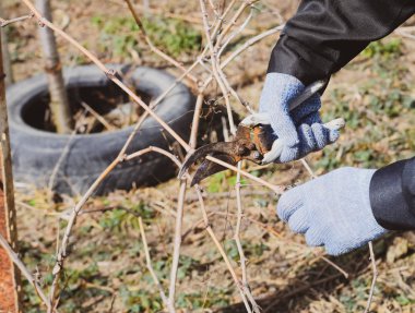 Budama asma budayıcılar.