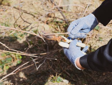 Budama asma budayıcılar.