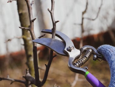 Budama armut budayıcılar şubeleri.