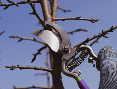Budama armut budayıcılar şubeleri.