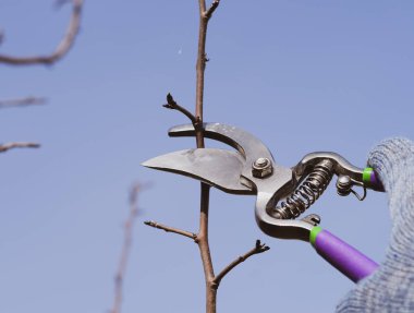 Budama armut budayıcılar şubeleri.