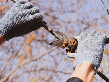Budama prunus budama makası. Bir kesici ile ağaç kesme. Spri