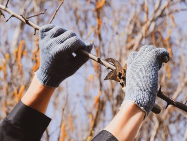 Budama prunus budama makası. Bir kesici ile ağaç kesme. Spri
