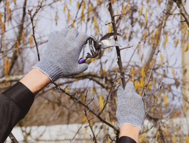 Budama prunus budama makası. Bir kesici ile süs ağacı. Meyve ağaçları budama bahar.