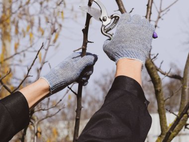 Budama prunus budama makası. Bir kesici ile süs ağacı. Meyve ağaçları budama bahar.