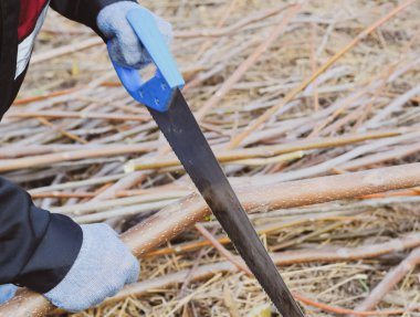 Bir eliyle testere gördüm bir ağaç dalı.