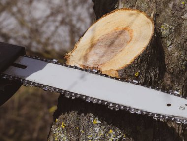 Boyutlanmış elektrikli testere ağaç
