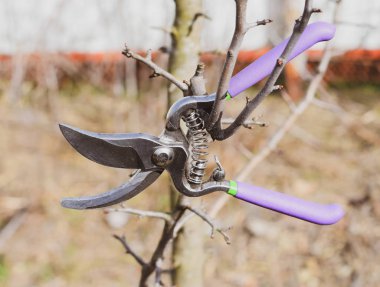 Secateurs armut dalda astı. Budama armut budayıcılar şubeleri