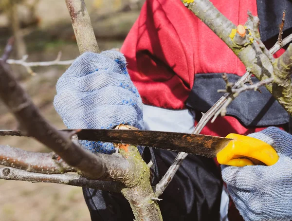 Hombre corta una rama de árbol con una sierra de jardín de mano. Poda de frutas — Foto de Stock