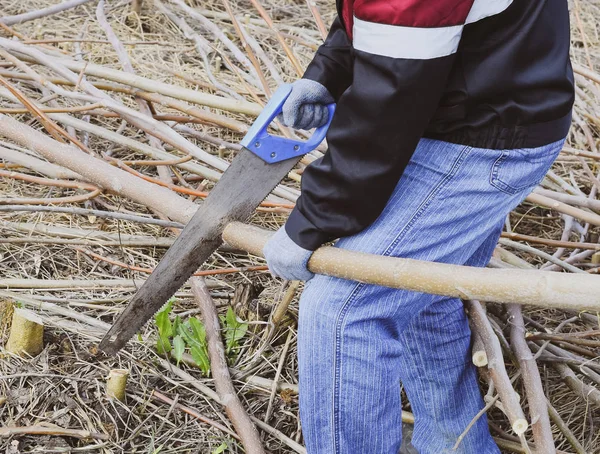 El hombre sierra la rama de un árbol. Aserrado de madera con sierra manual . — Foto de Stock