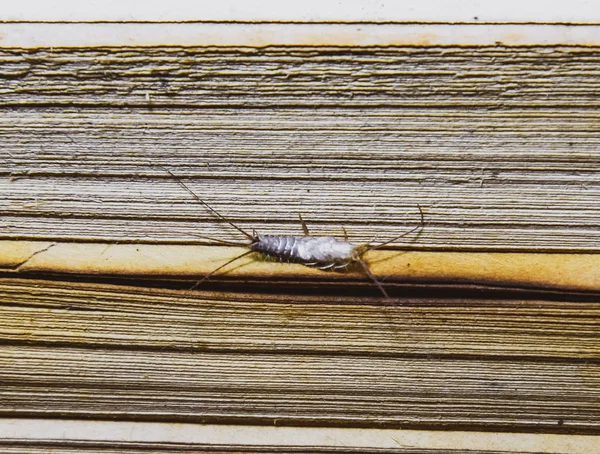 害虫の本や新聞。紙 - 紙魚の餌昆虫 — ストック写真