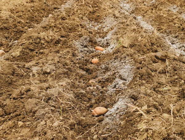 Planting potatoes in the garden