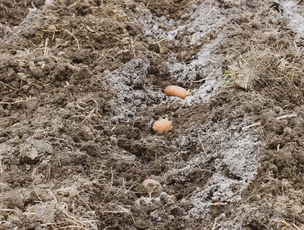 Planting potatoes in the garden