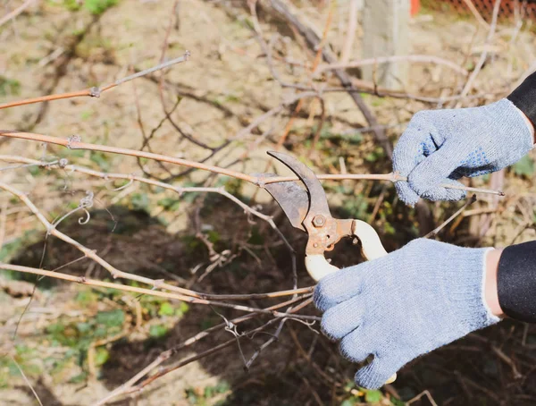 Budama asma budayıcılar.