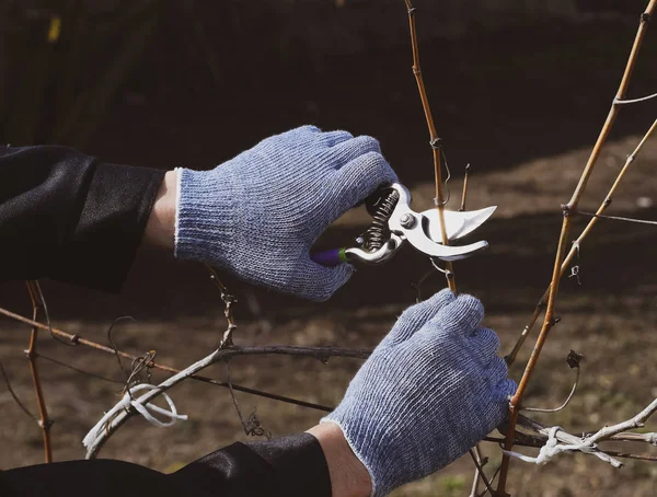 Budama asma budayıcılar.