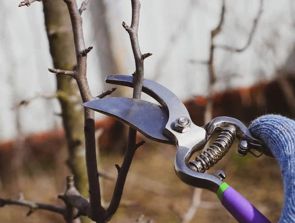 Budama armut budayıcılar şubeleri.