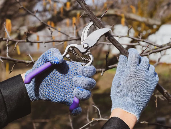 Pruning prunus pruning shears. Trimming tree with a cutter. Spri
