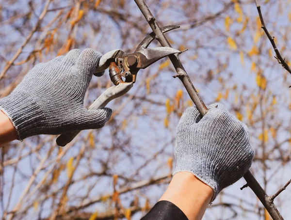 Podar las tijeras de podar de ciruela. Cortando el árbol con un cortador. Spri. — Foto de Stock