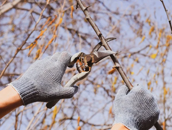 Podar las tijeras de podar de ciruela. Cortando el árbol con un cortador. Spri. — Foto de Stock