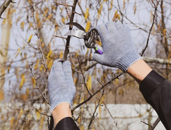 Podar las tijeras de podar de ciruela. Cortando el árbol con un cortador. Poda de primavera de árboles frutales . — Foto de Stock
